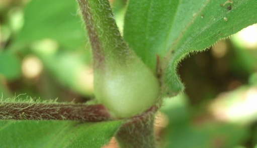 Silene latifolia